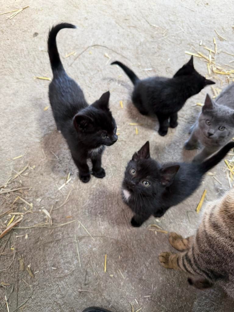 Boerderijkittens te koop 🐾 (allen gereserveerd), Dieren en Toebehoren, Katten en Kittens | Overige Katten, Meerdere dieren, Kortharig