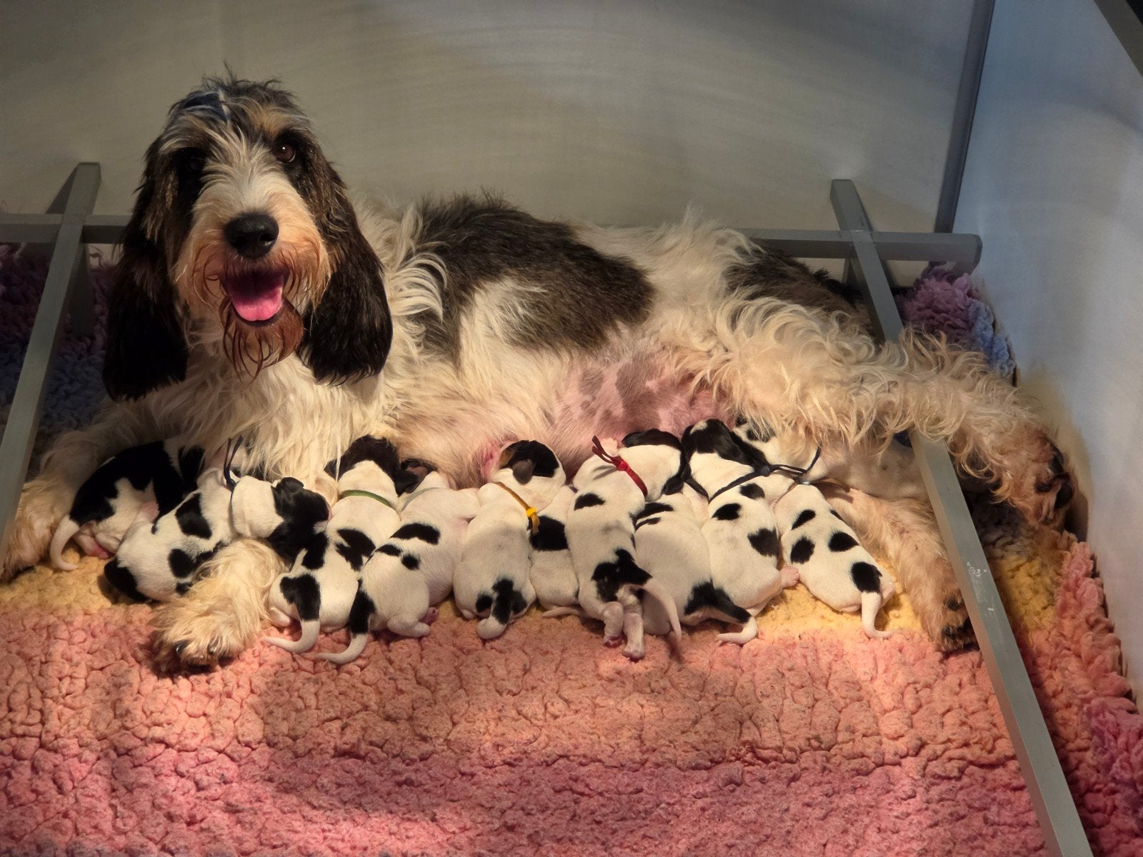 Grand Basset Griffon Vendéen pups, Nederland, Reu, 8 tot 15 weken, Meerdere