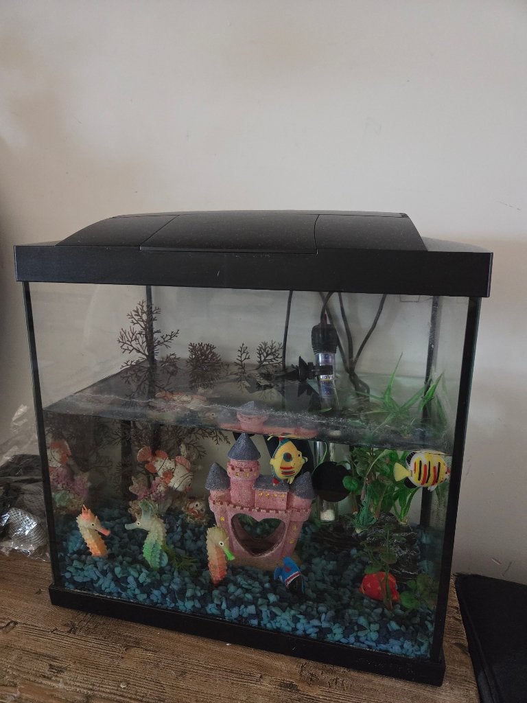 Aquarium, Dieren en Toebehoren, Vissen | Aquariumvissen, Vis