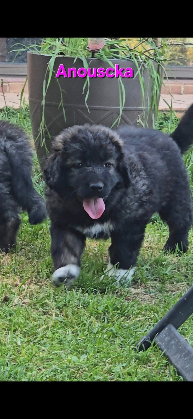Caucasian Ovcharka pups nog 3 teefjes!, Dieren en Toebehoren, Overige rassen, 8 tot 15 weken, Parvo, Meerdere