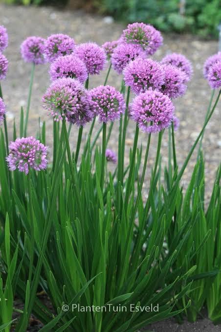 Allium Millennium plant, Volle zon, Vaste plant, Zomer, Ophalen