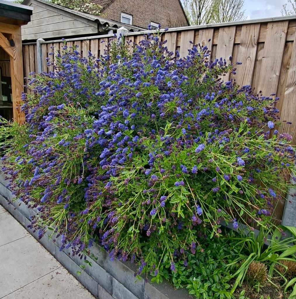 Amerikaanse sering (Ceanothus), Ophalen, Overige soorten, Volle zon