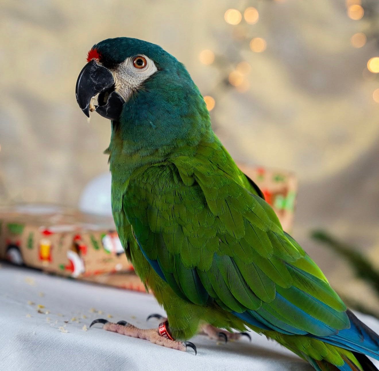 dwerg aras diverse soorten, Dieren en Toebehoren, Meerdere dieren, Papegaai, Pratend