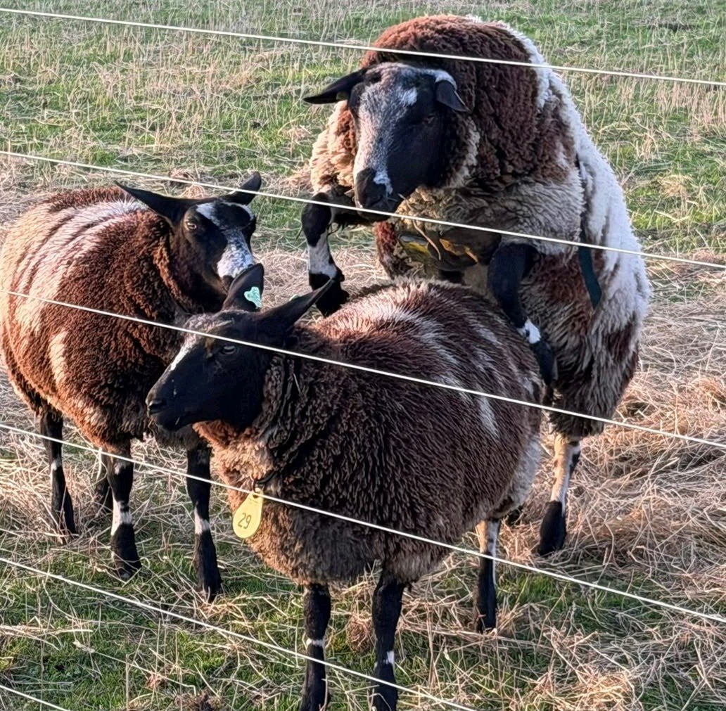 overjarige dekram bont schaap, Dieren en Toebehoren, Mannelijk, Schaap