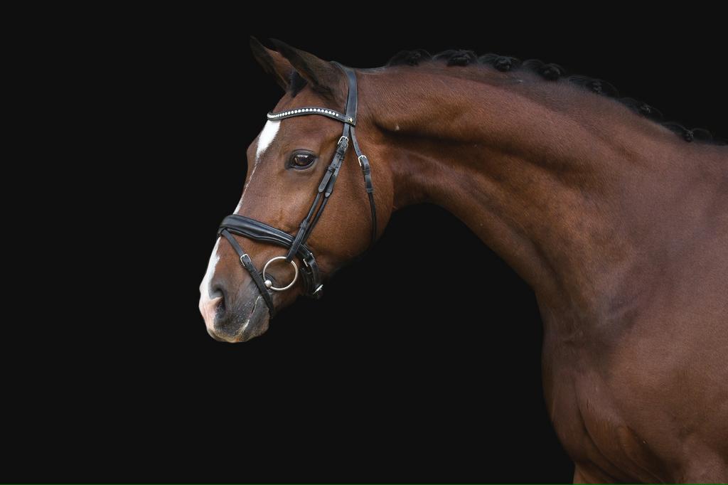 Aangeboden: Prachtige ruin Wiseguy, Dieren en Toebehoren, Paarden, Ruin, Recreatiepaard, 11 jaar of ouder