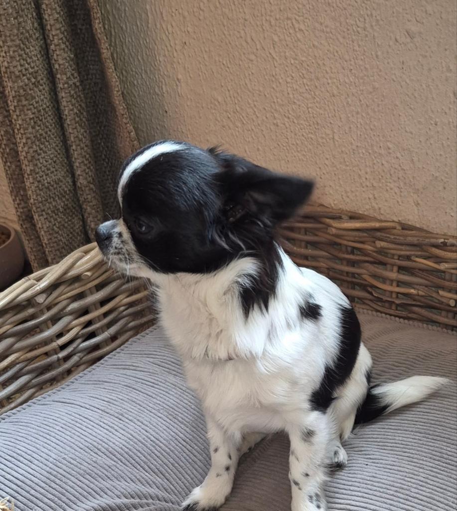 Chihuahua teefje 6mnd, Dieren en Toebehoren, Honden | Chihuahua's en Gezelschapshonden, Teef, Chihuahua, Particulier, Eén hond