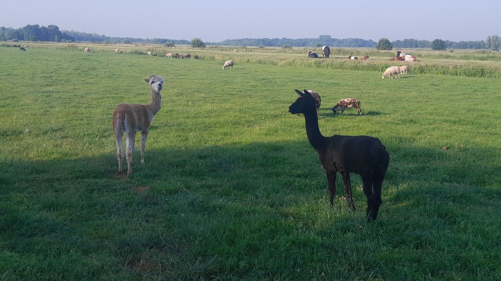 Alpaca ruinen, Dieren en Toebehoren, Maart, Mannelijk