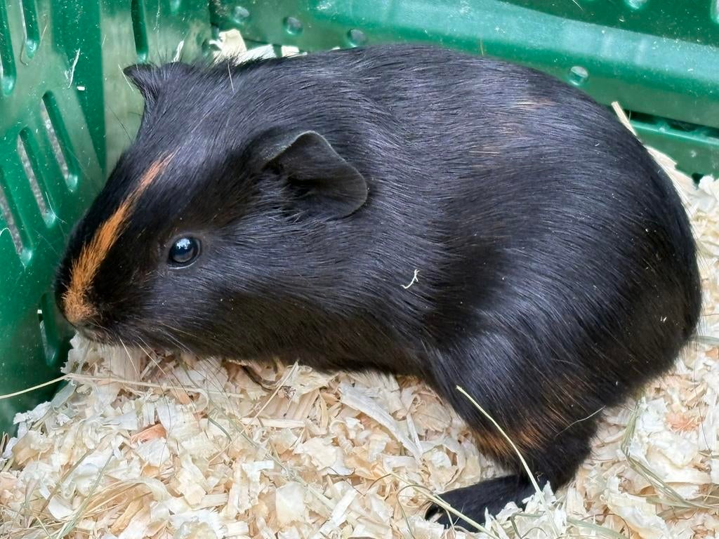 Jonge cavia’s te koop, Cavia, April, Vrouwelijk, Tam
