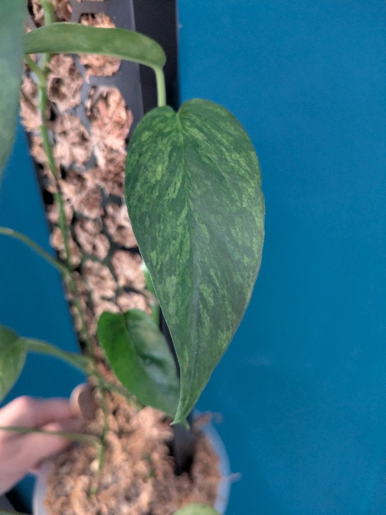 Epipremnum Pinnatum Mint stek, Ophalen of Verzenden, Halfschaduw, Minder dan 100 cm