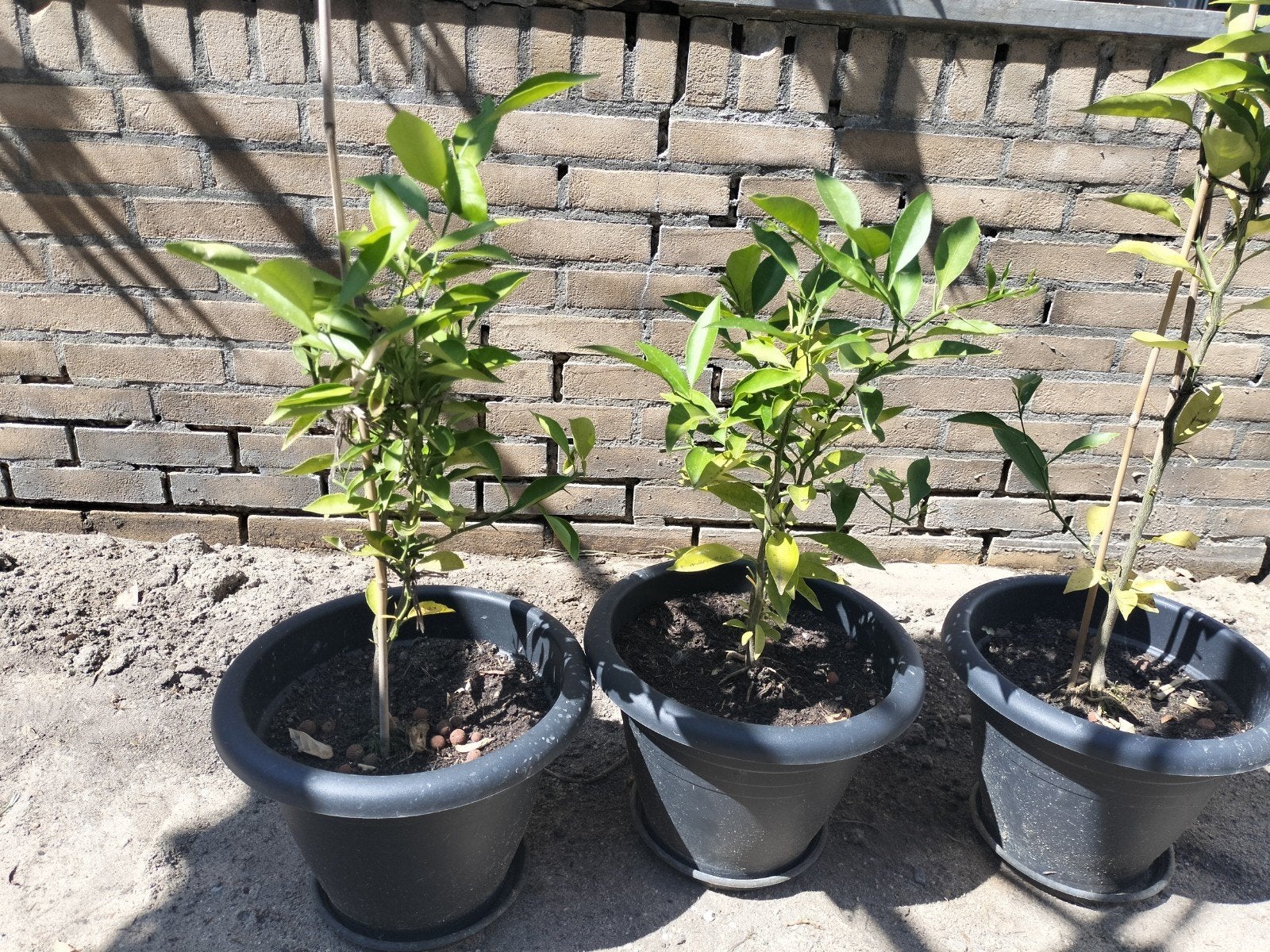 Sinaasappel boompjes in pot 5 € per stuk, Tuin en Terras, Overige soorten, Lente, Minder dan 100 cm, Ophalen