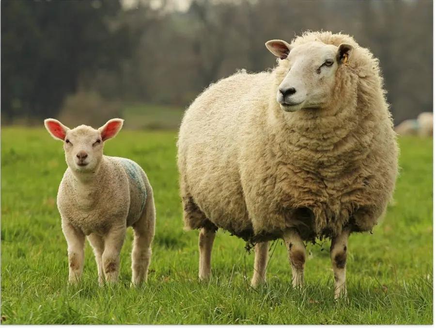 Weide begrazing voor schapen Hoeven, Weidegang