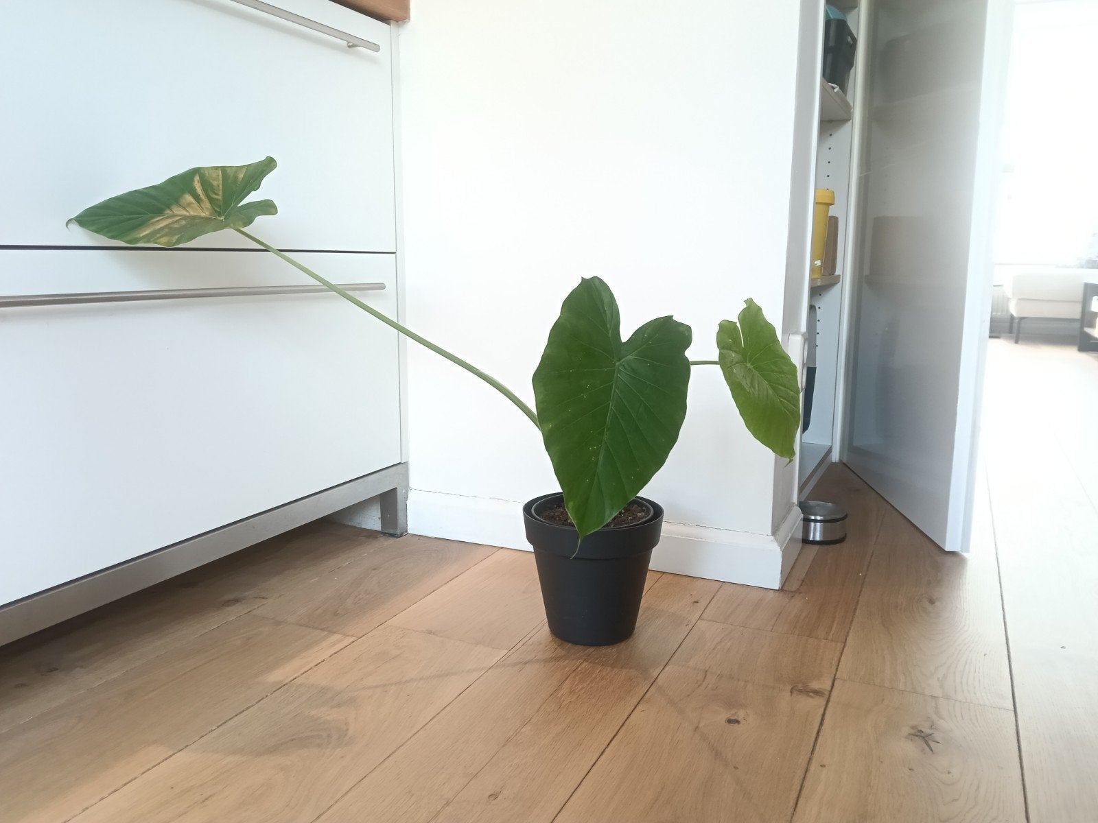 Alocasia plant - te veel huilen, Vaste plant, Bloeit niet, Halfschaduw, Ophalen