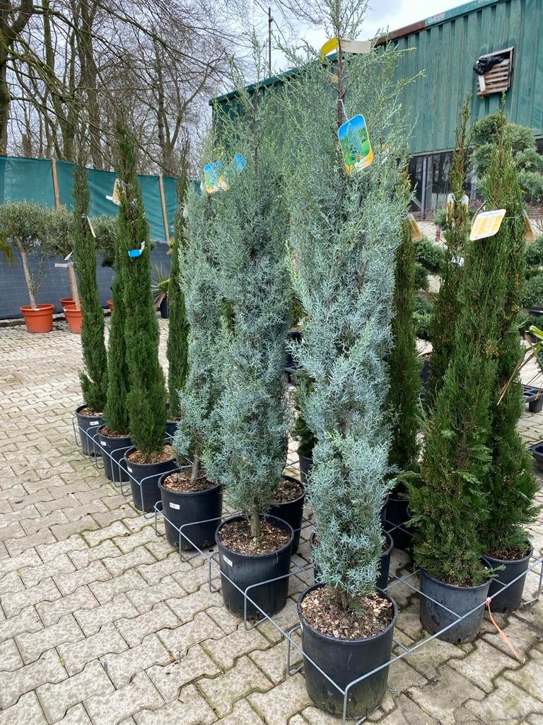 Cupressus Arizonica Fastigiata - Arizona Cipres, Ophalen, Conifeer, Struik, 100 tot 250 cm