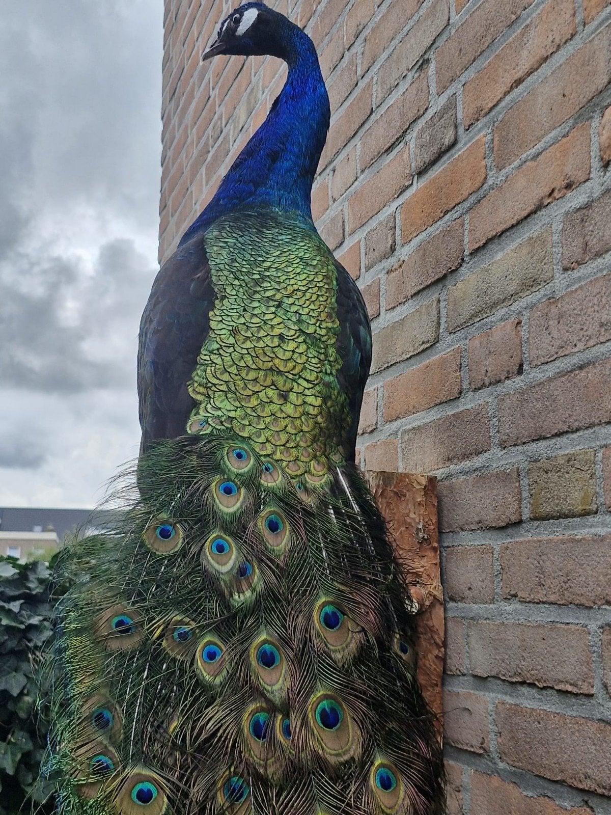Een prachtige opgezette pauw om op te hangen!, Verzamelen, Ophalen, Nieuw, Overige soorten, Opgezet dier