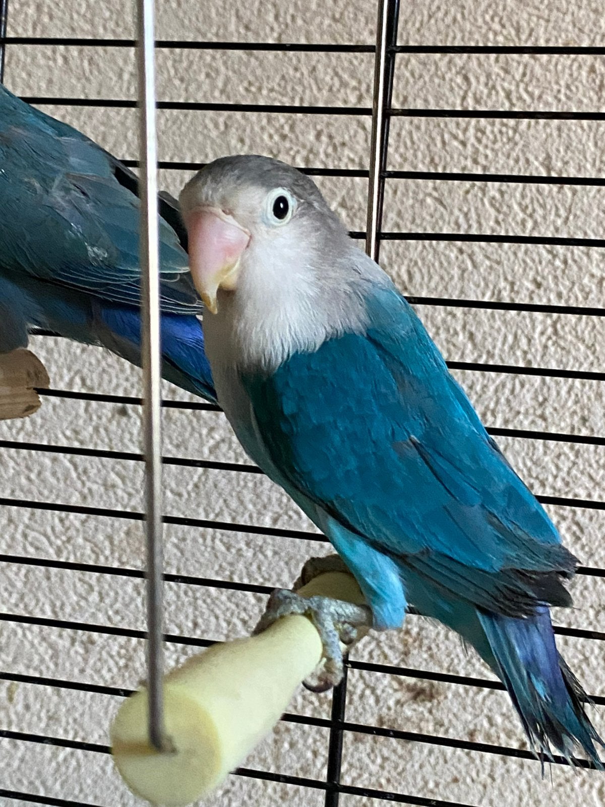Prachtige Gezonde Agapornis Fischerie Roseicolle Personata, Meerdere dieren, Dwergpapegaai of Agapornis, Geringd