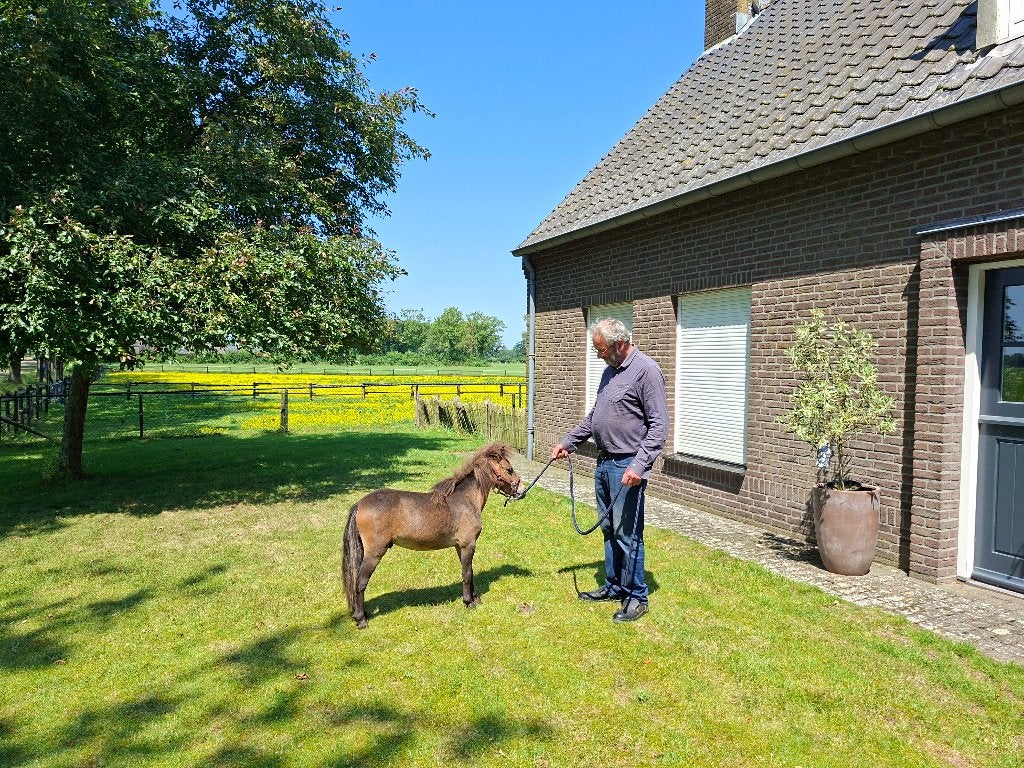 Super mooi hengstje, Dieren en Toebehoren, Hengst