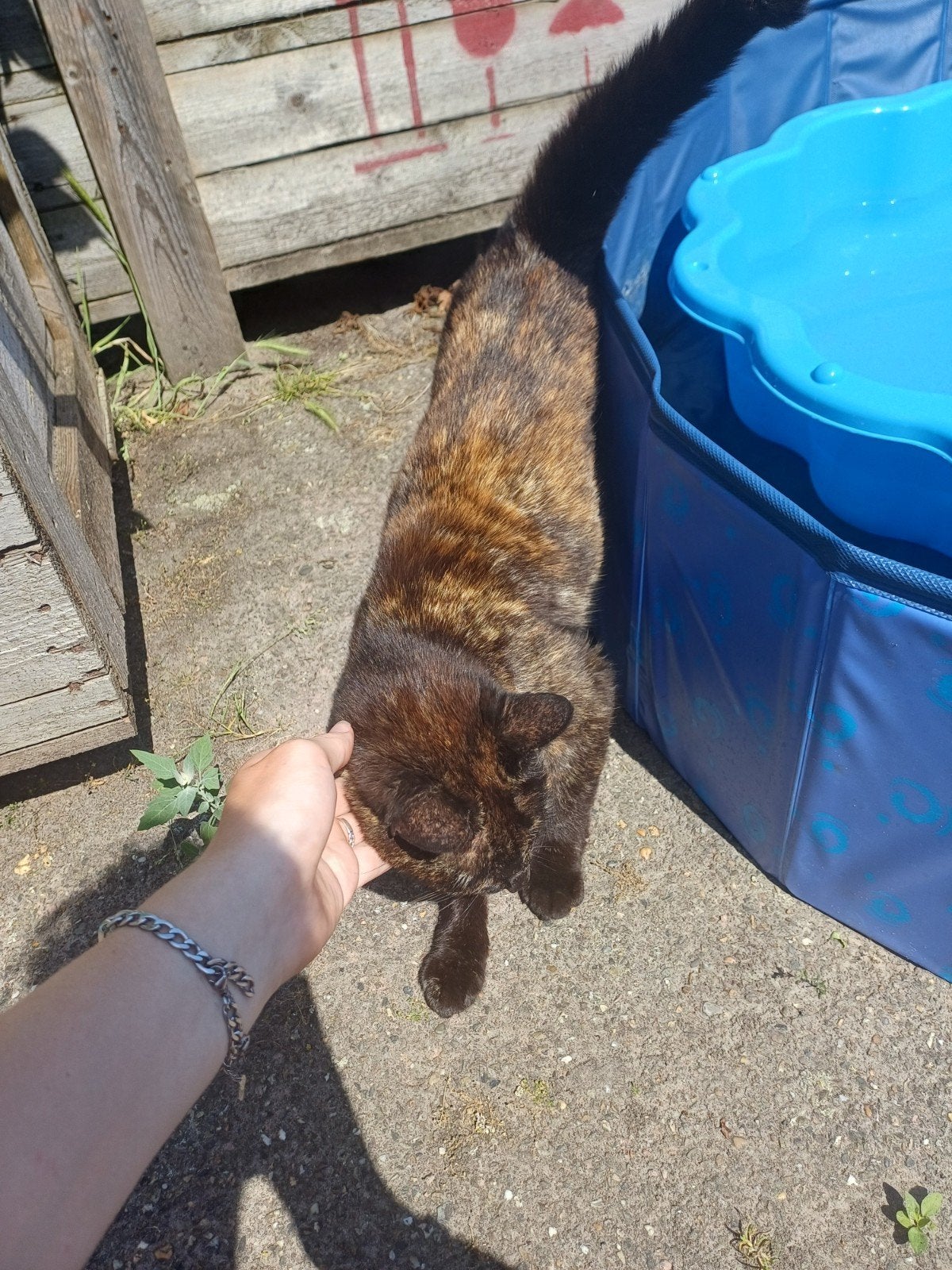 Goed huisje gezocht!, Dieren en Toebehoren, Katten en Kittens | Raskatten | Korthaar, Poes, Ontwormd, 3 tot 5 jaar
