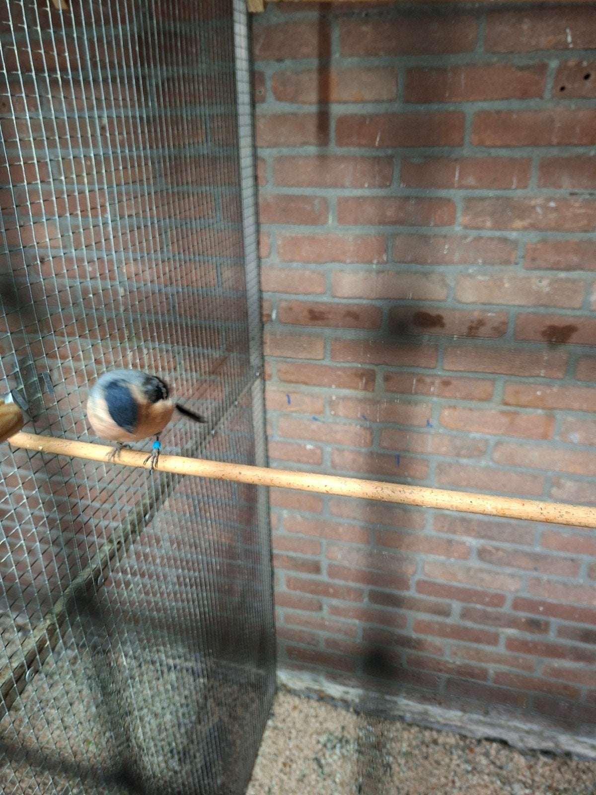 noordse goudvink man, Mannelijk, Wildzangvogel