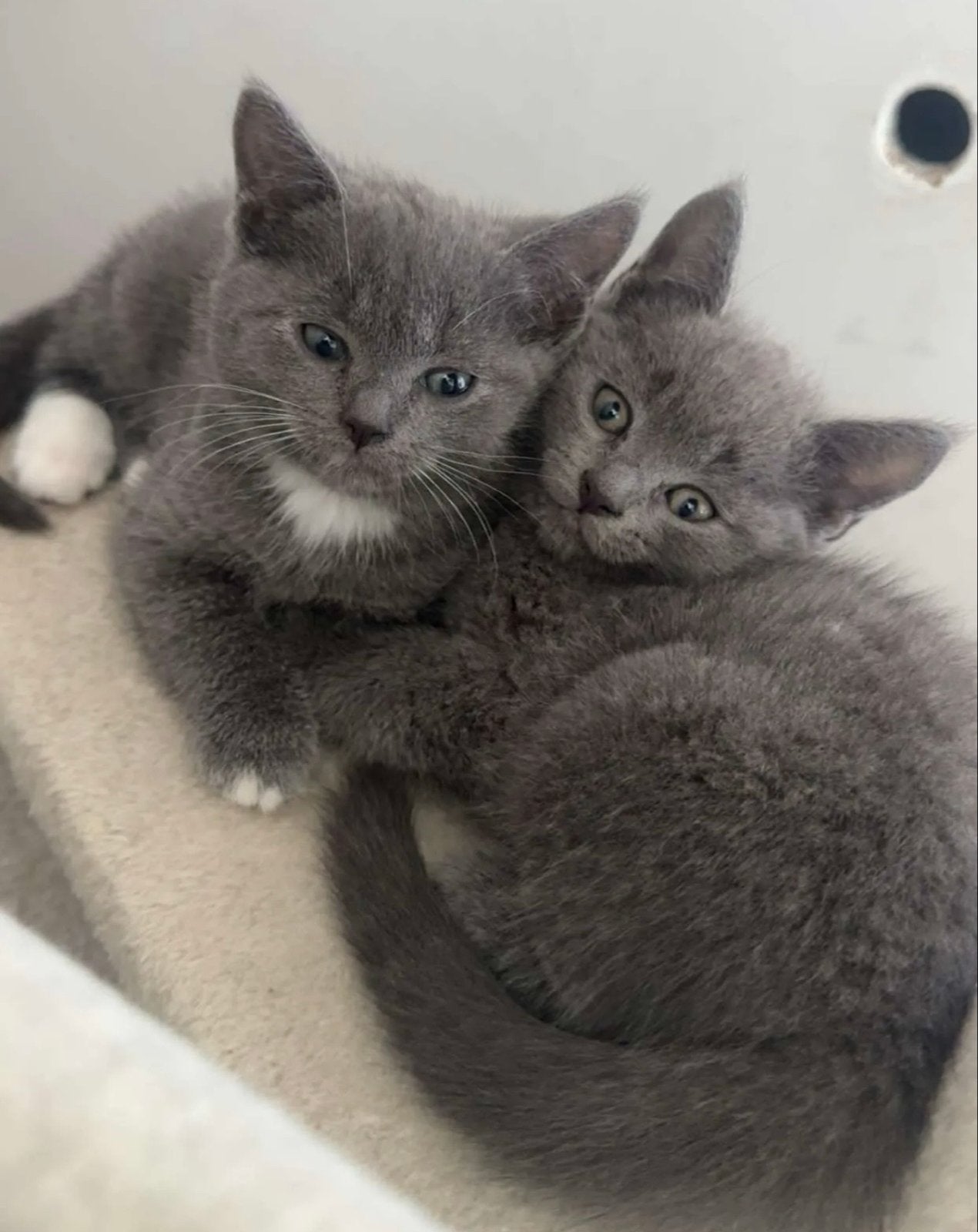 Britse korthaar/ blauwe rus kittens, Dieren en Toebehoren, Katten en Kittens | Overige Katten