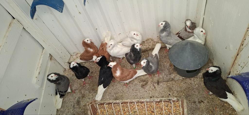 Te koop sierduiven Oudhollands kapucijnen duiven verschillen, Meerdere dieren, Overige soorten
