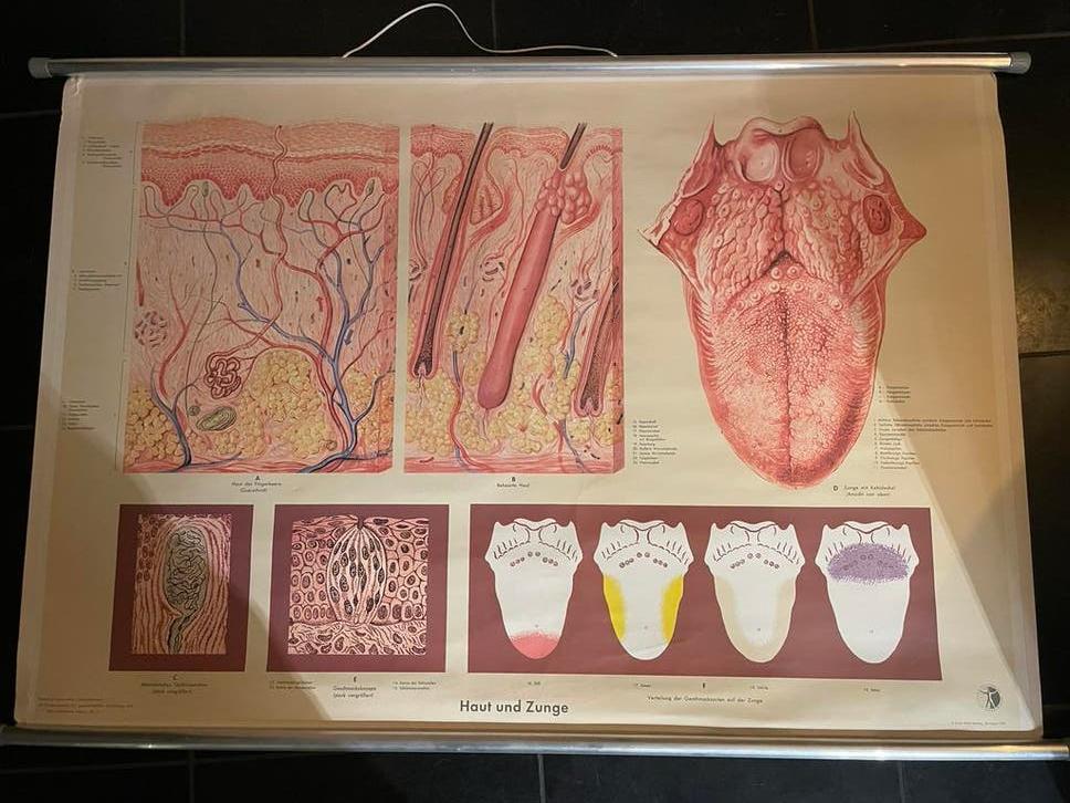Anatomie posters menselijk lichaam, Ophalen