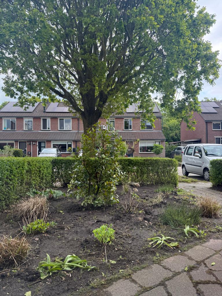 Struikje, Volle zon, Vaste plant, Bloeit niet, Ophalen