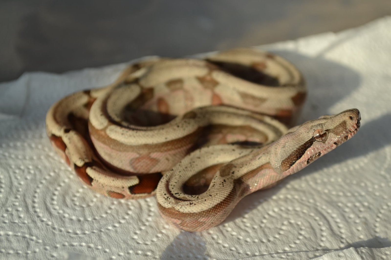 Boa constrictor amarali Boa Constrictor photo 4