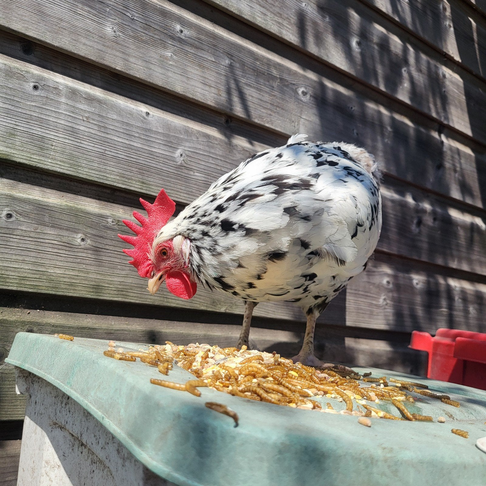 Bonte leghorn kippen 1 en 2 jaar oud, Dieren en Toebehoren, Pluimvee, Vrouwelijk, Kip