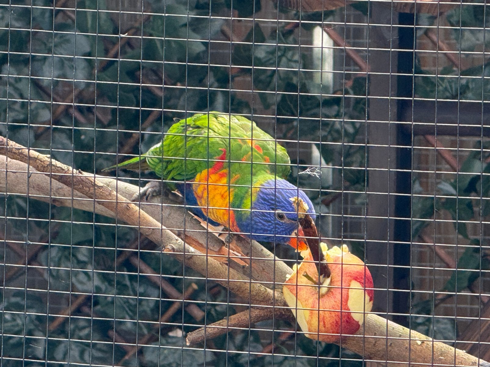 Lori, Dieren en Toebehoren, Vrouwelijk, Papegaai