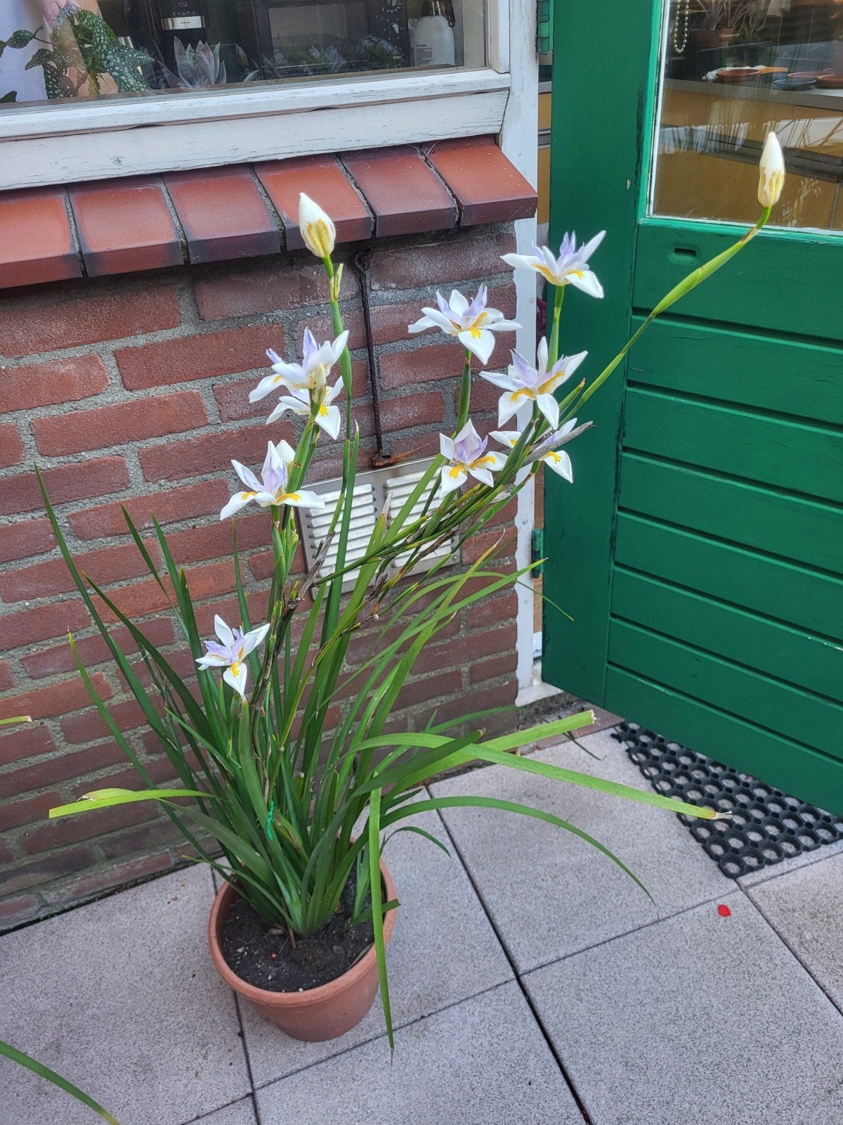 Dietes Grandiflora, Tuin en Terras, Planten | Tuinplanten, Ophalen, Overige soorten, Volle zon
