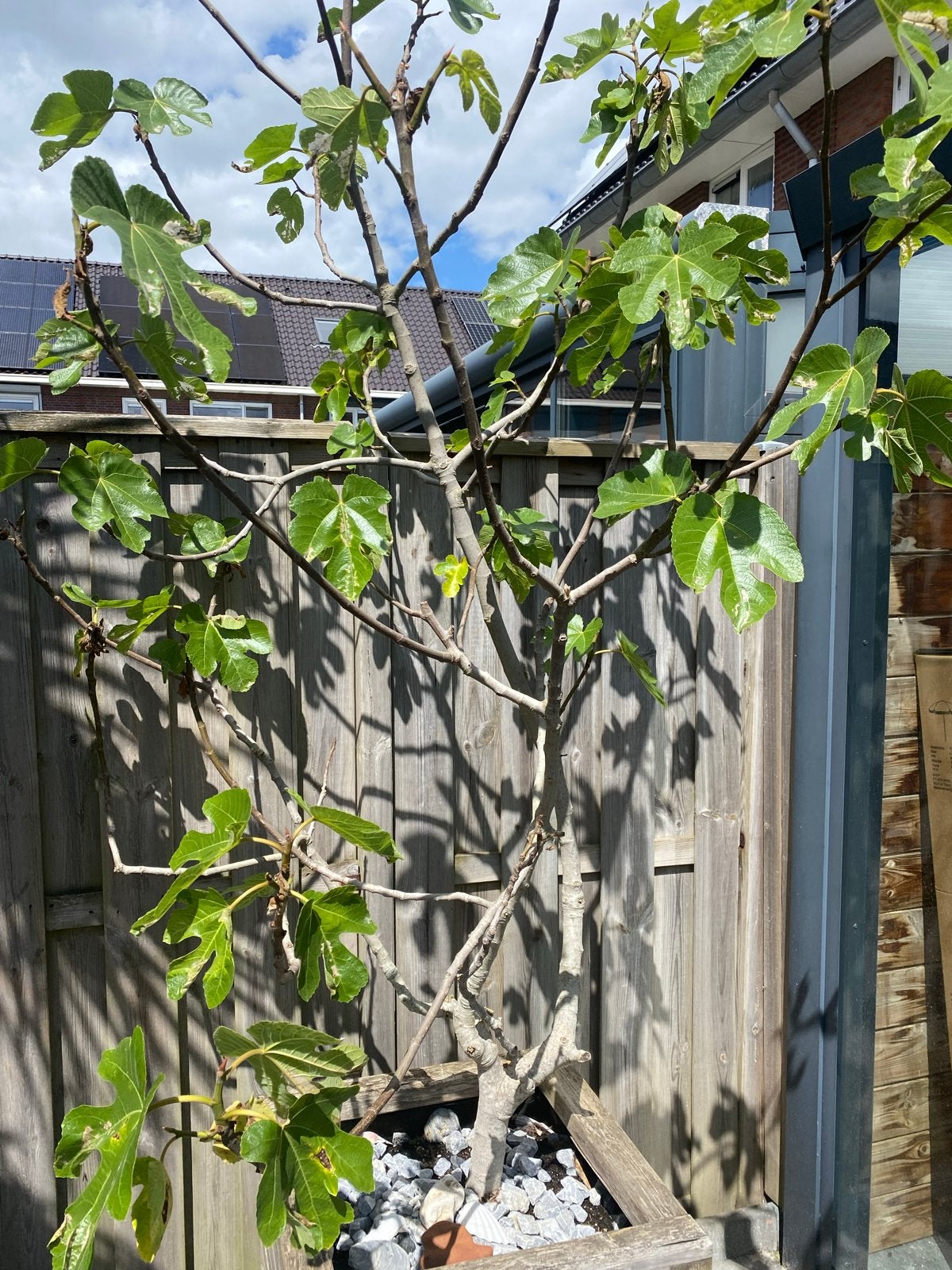 Twee prachtige vijgenbomen in houten plantenbakken, Tuin en Terras, Planten | Tuinplanten, Ophalen, Volle zon, Vaste plant, Zomer
