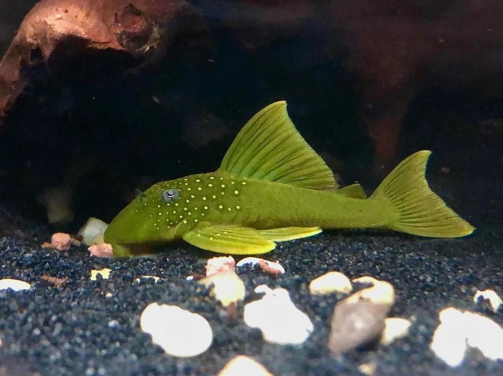 Green phantom, Dieren en Toebehoren, Vissen | Aquariumvissen, Vis