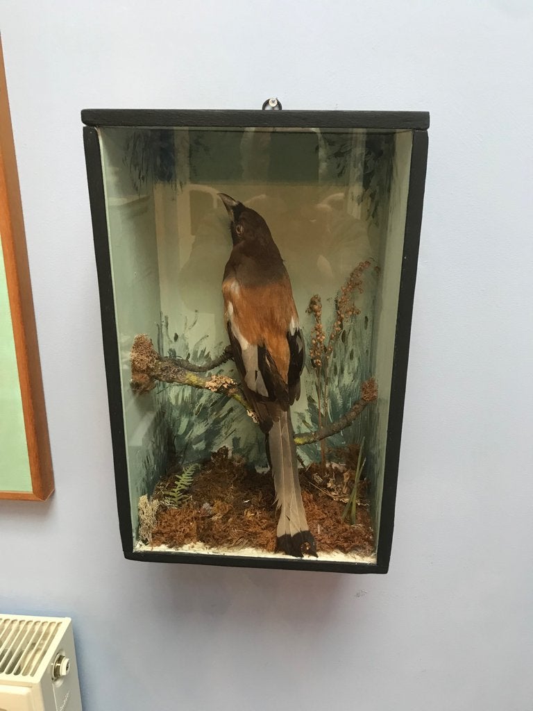 Opgezette rosse boomekster in vitrine begin 20e eeuw., Ophalen of Verzenden, Zo goed als nieuw, Vogel, Opgezet dier