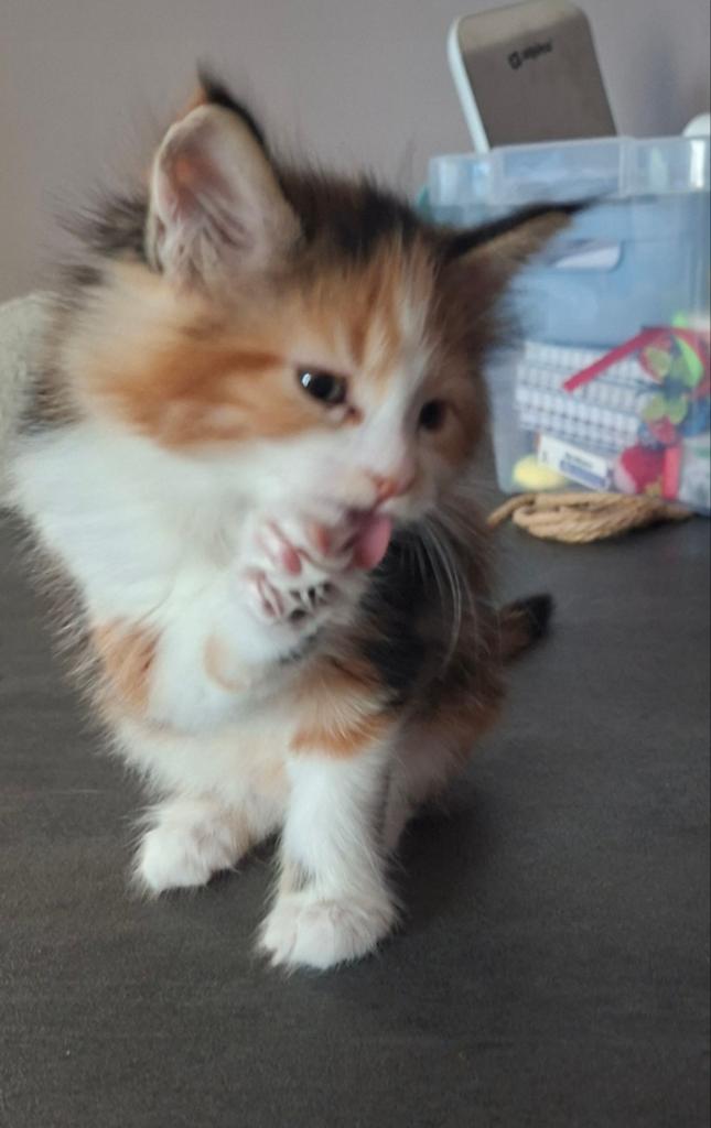 Maine coon kittens, Dieren en Toebehoren, Katten en Kittens | Raskatten | Langhaar, Poes, Ontwormd