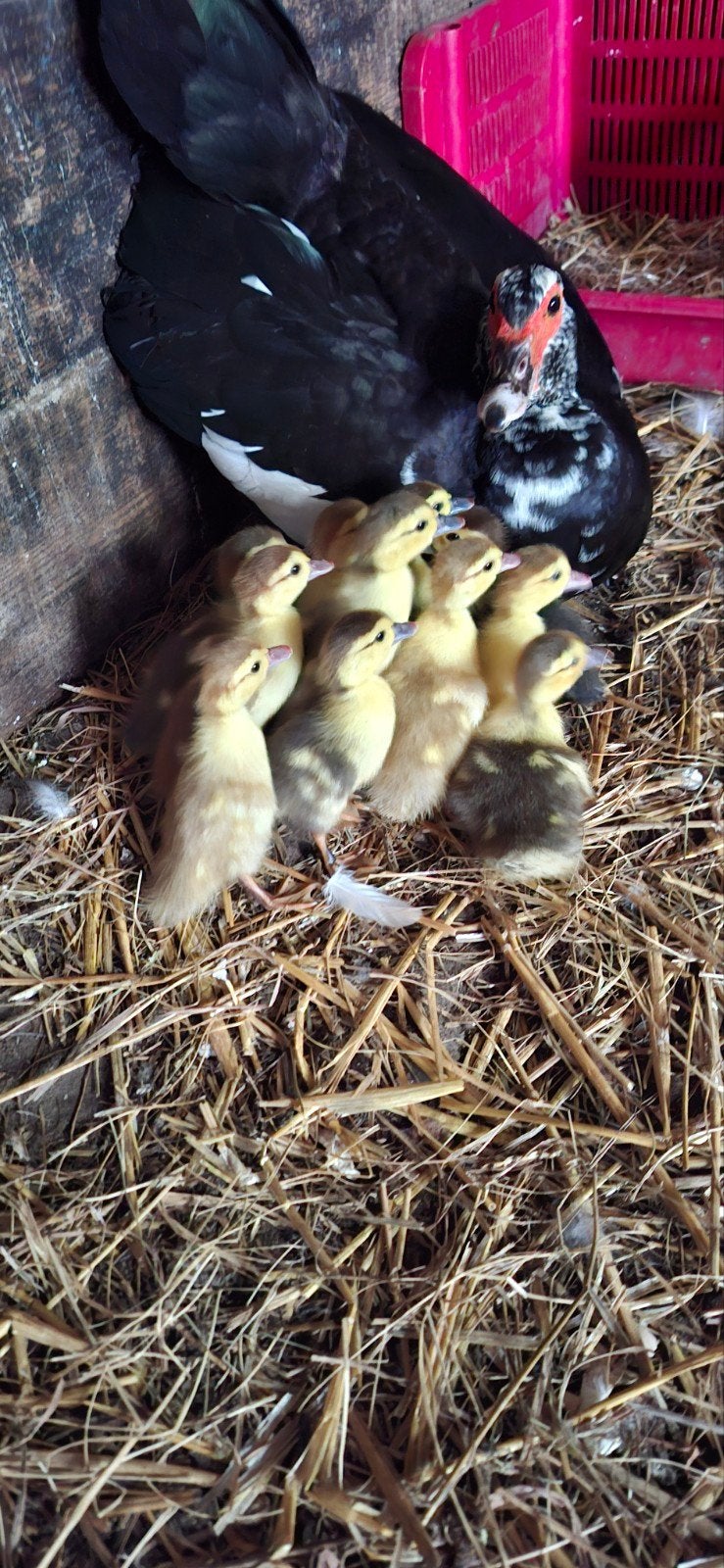 muskuseenden Kuikens 12 stuks, Dieren en Toebehoren, Meerdere dieren, Eend