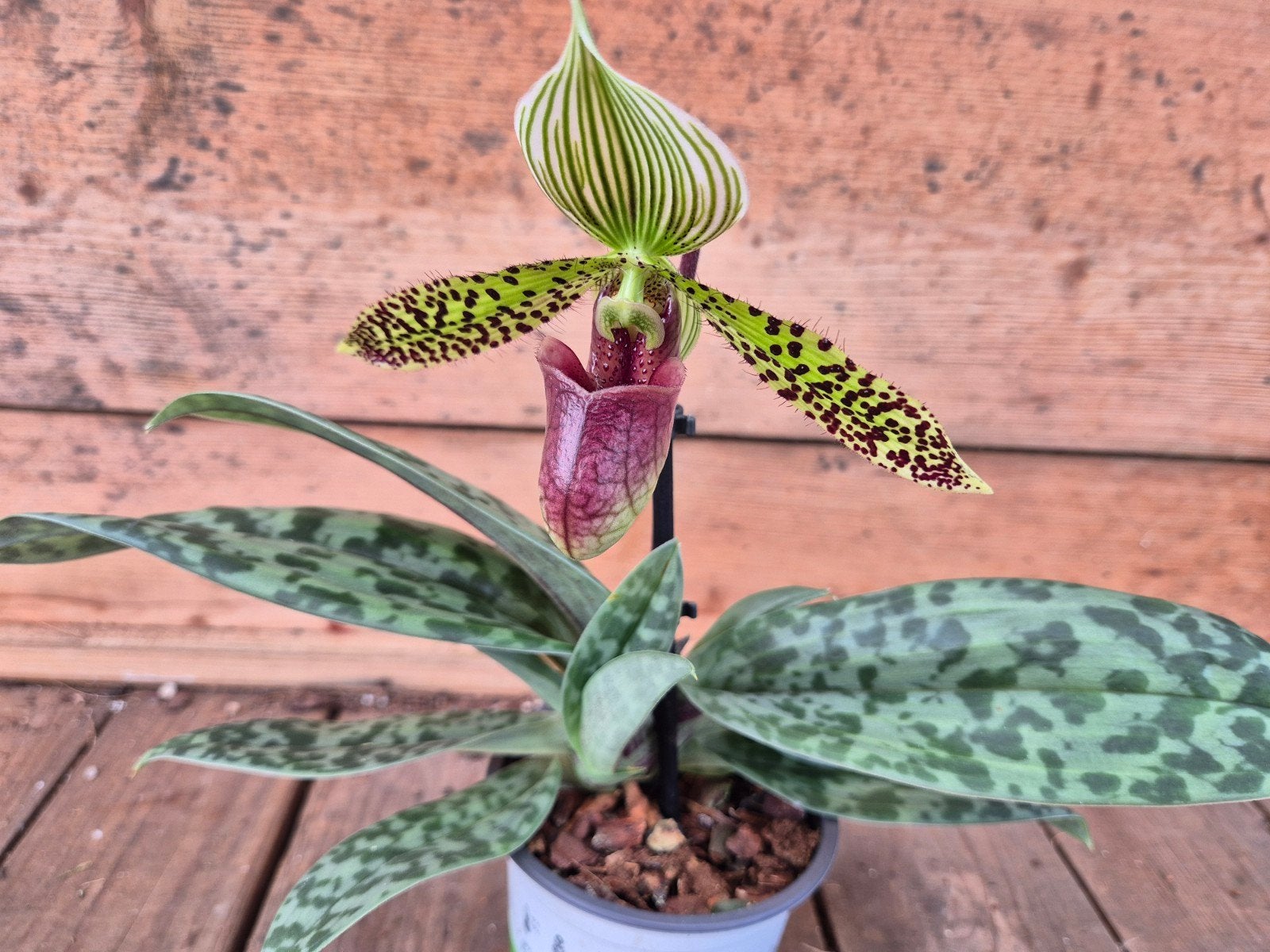 Orchidee Paphiopedilum p9 (L), Ophalen of Verzenden, Halfschaduw, Minder dan 100 cm