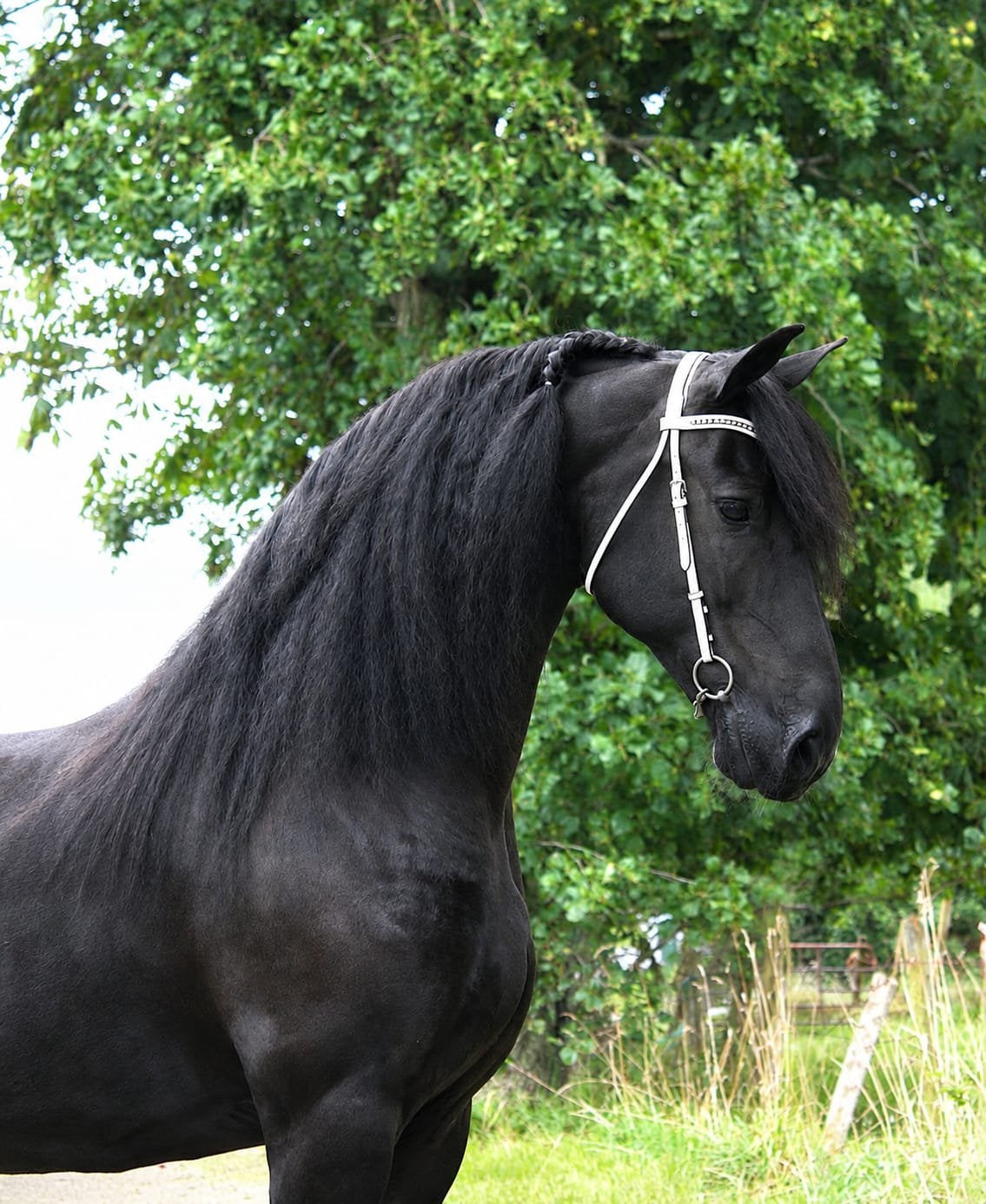 Lieve 11 jarige werkwillige friese merrie, Dieren en Toebehoren, Merrie, Met stamboom, Dressuurpaard, L