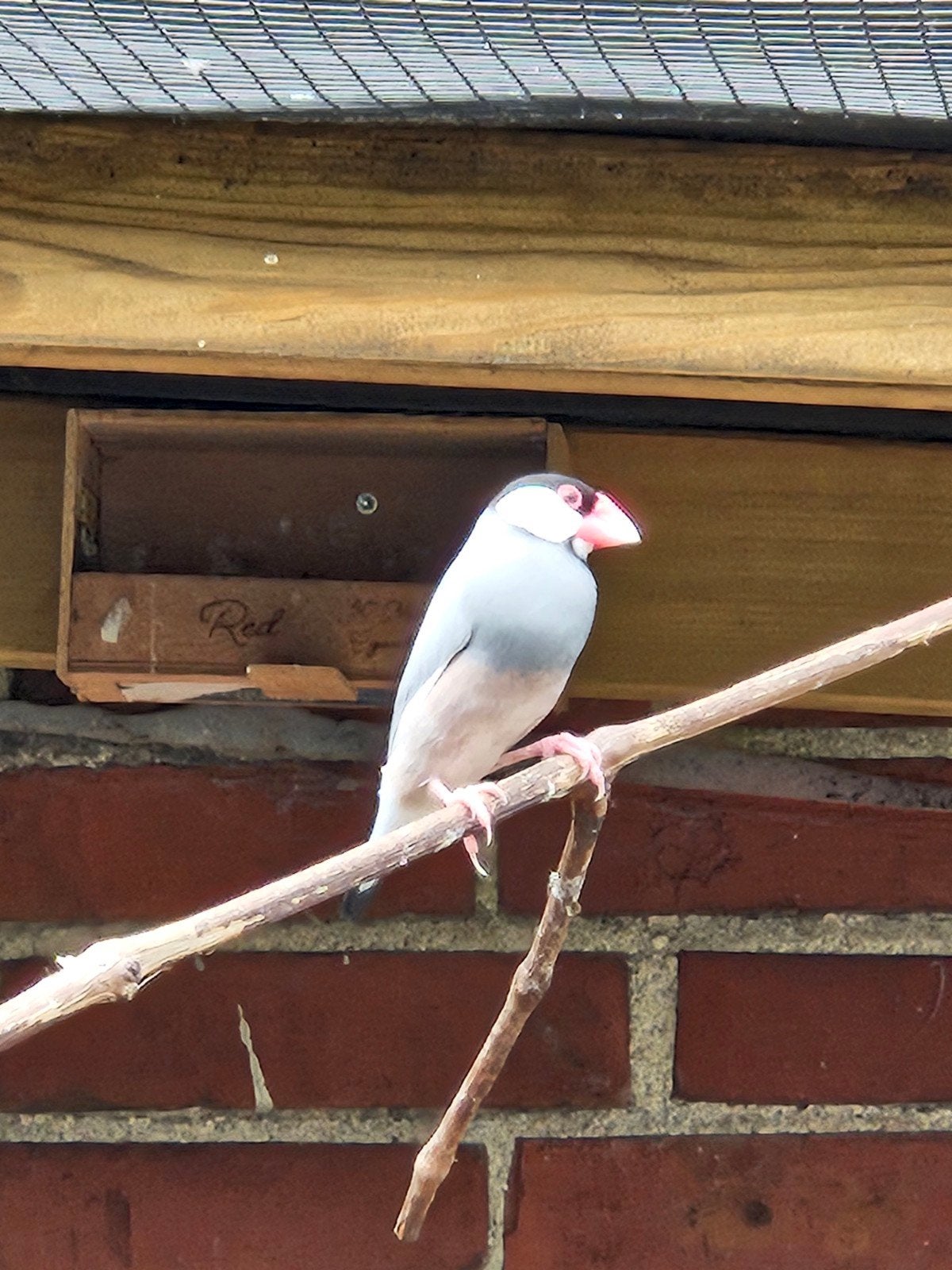 2 rijstvogels, Dieren en Toebehoren, Vogels | Overige Vogels, Meerdere dieren
