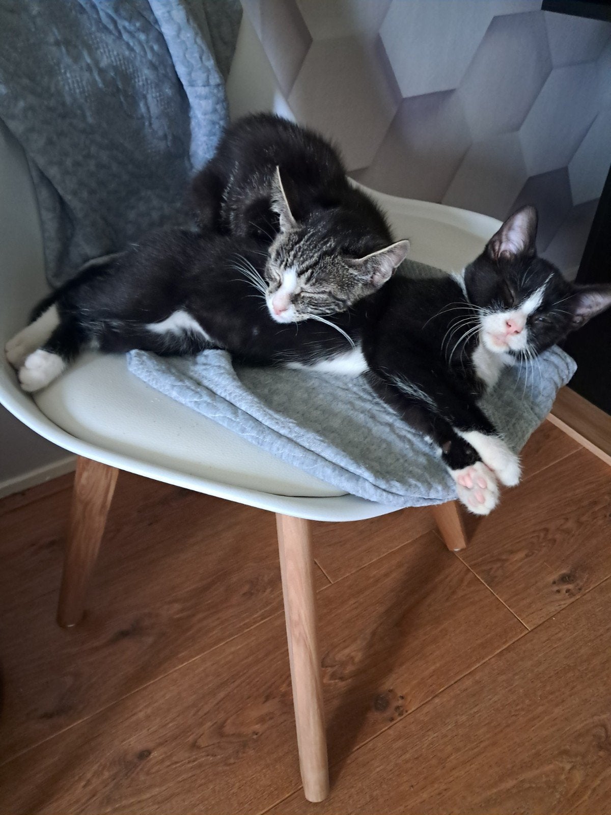 Twee onafscheidelijke, lieve kittens (12 weken) zoeken goude, Dieren en Toebehoren, Katten en Kittens | Overige Katten, Kater
