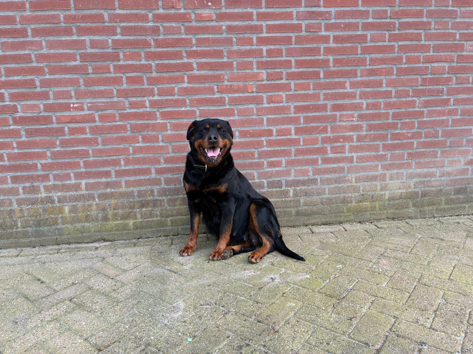 Mooie geblokte Rottweiler pups van de boerderij, Dieren en Toebehoren, Parvo, 8 tot 15 weken, Meerdere, Meerdere dieren