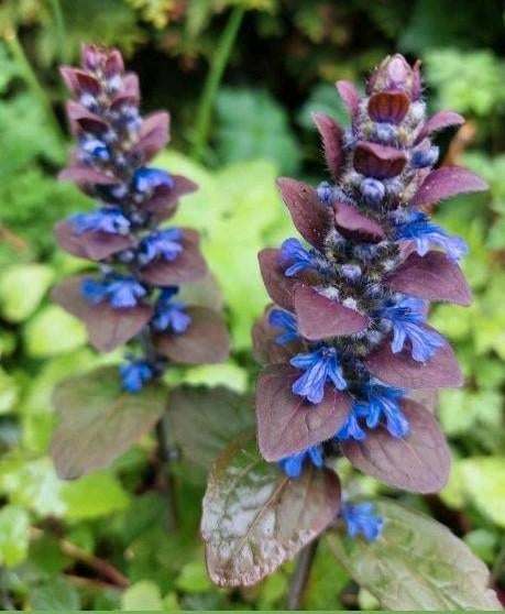 Bloei Ajuga Zenegr.bodembedekker lila bloei voorjr inheems, Ophalen, Bodembedekkers, Vaste plant, Halfschaduw