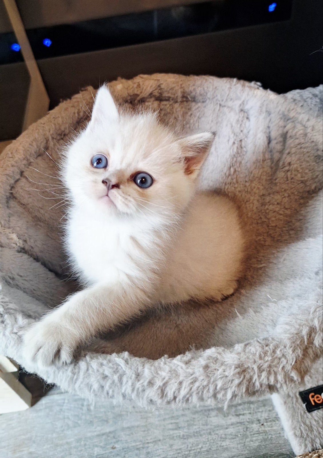 Britse korthaar kittens point met blauwe ogen, Dieren en Toebehoren, Meerdere dieren, Ontwormd, 0 tot 2 jaar