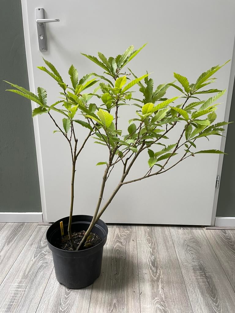 Kastanje, Vaste plant, Bloeit niet, Halfschaduw, Ophalen