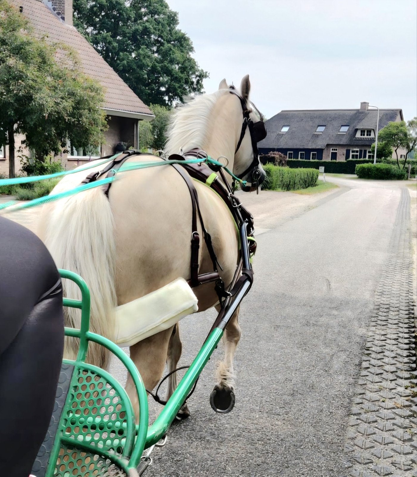 Prachtige sterke, breed gebouwde Palomino ruin, Dieren en Toebehoren, Pony's, Ruin, 7 tot 10 jaar, Recreatiepony, Gechipt