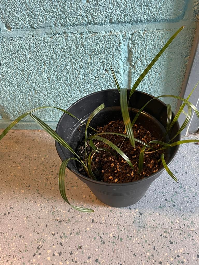 Trachycarpus princeps zaailingen 1 jaar oud, Huis en Inrichting, Kamerplanten, Minder dan 100 cm, Halfschaduw, Ophalen