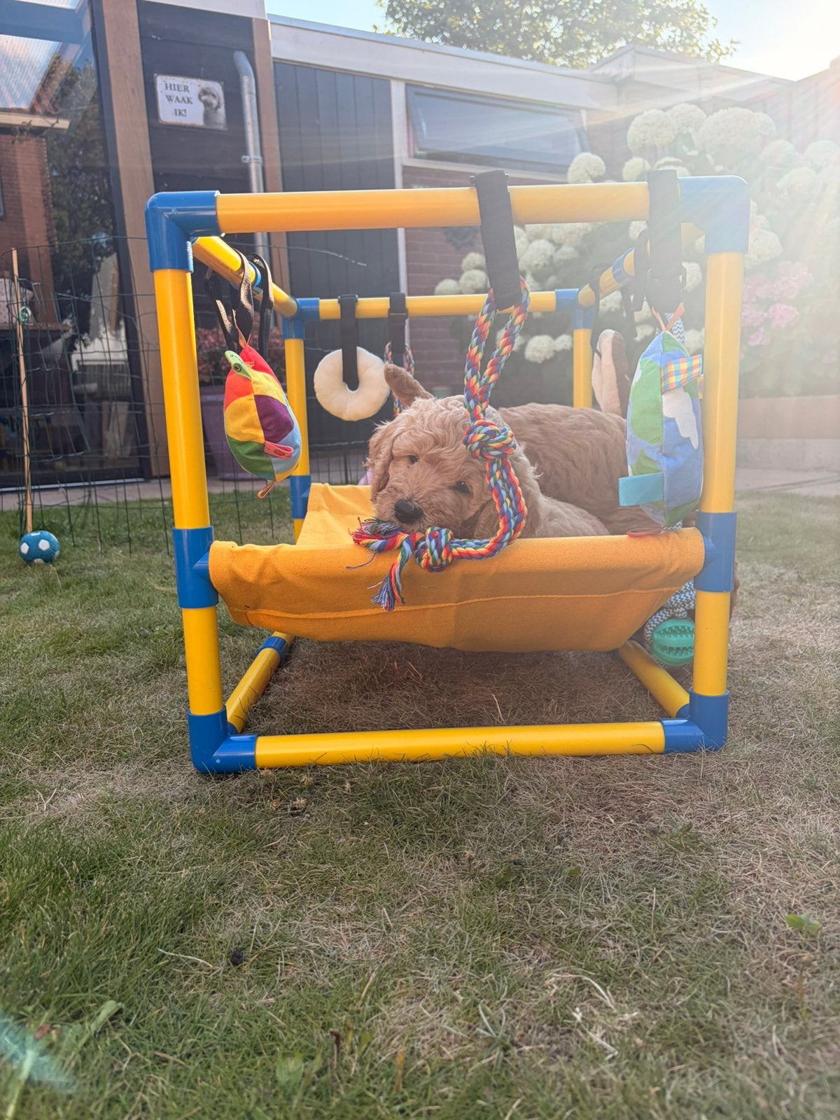 Goldendoodle pups 7 juni geboren 2 teefjes en 6 reutjes, Parvo, Overige rassen, 8 tot 15 weken, Meerdere dieren