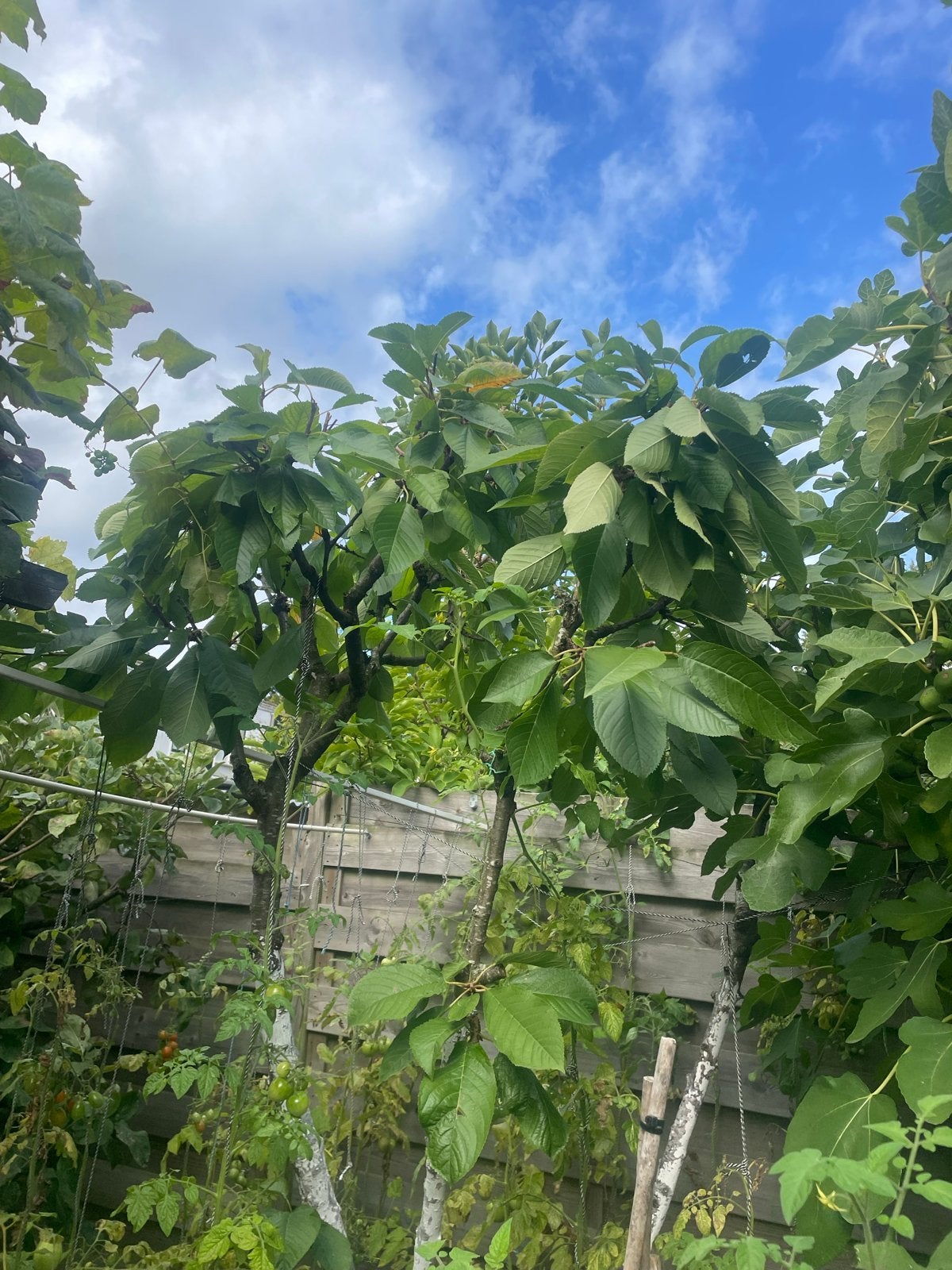 2Prachtig volwassen fruitbomen – Regina kers & Golden appel, Ophalen of Verzenden, Kersenboom, Lente