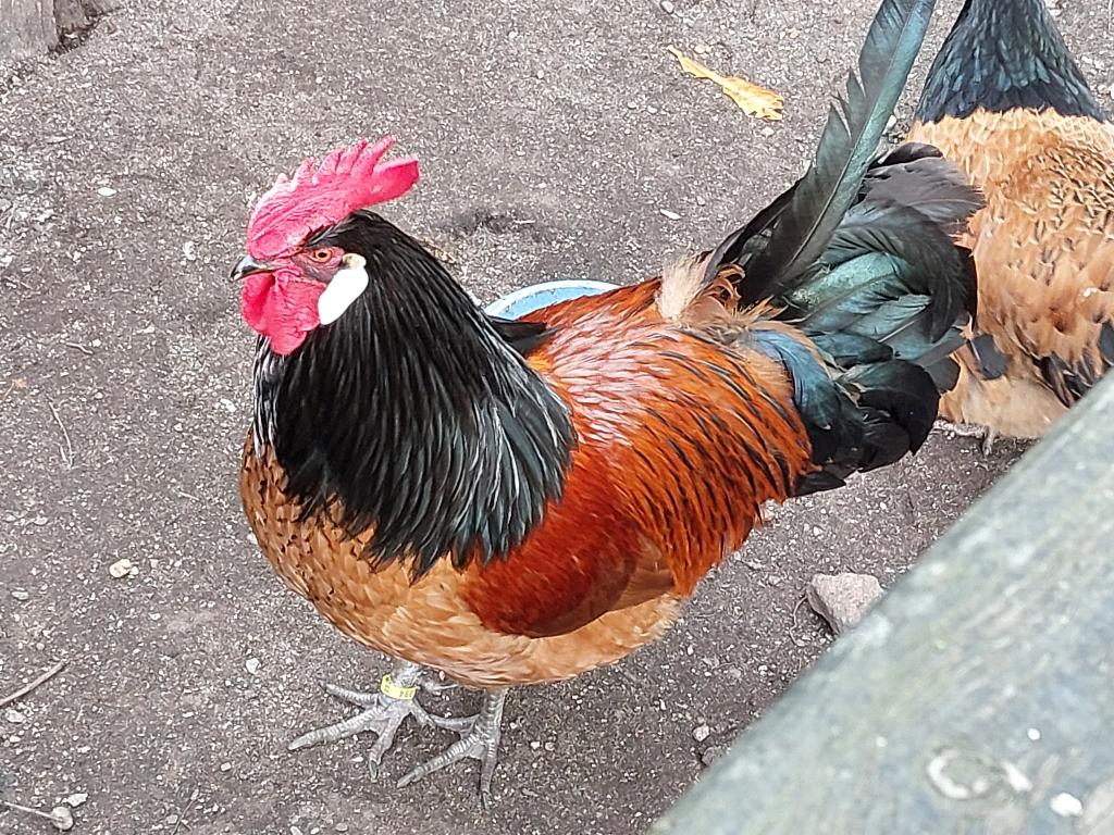 Vorwerk haan en drie hennen, Meerdere dieren, Kip