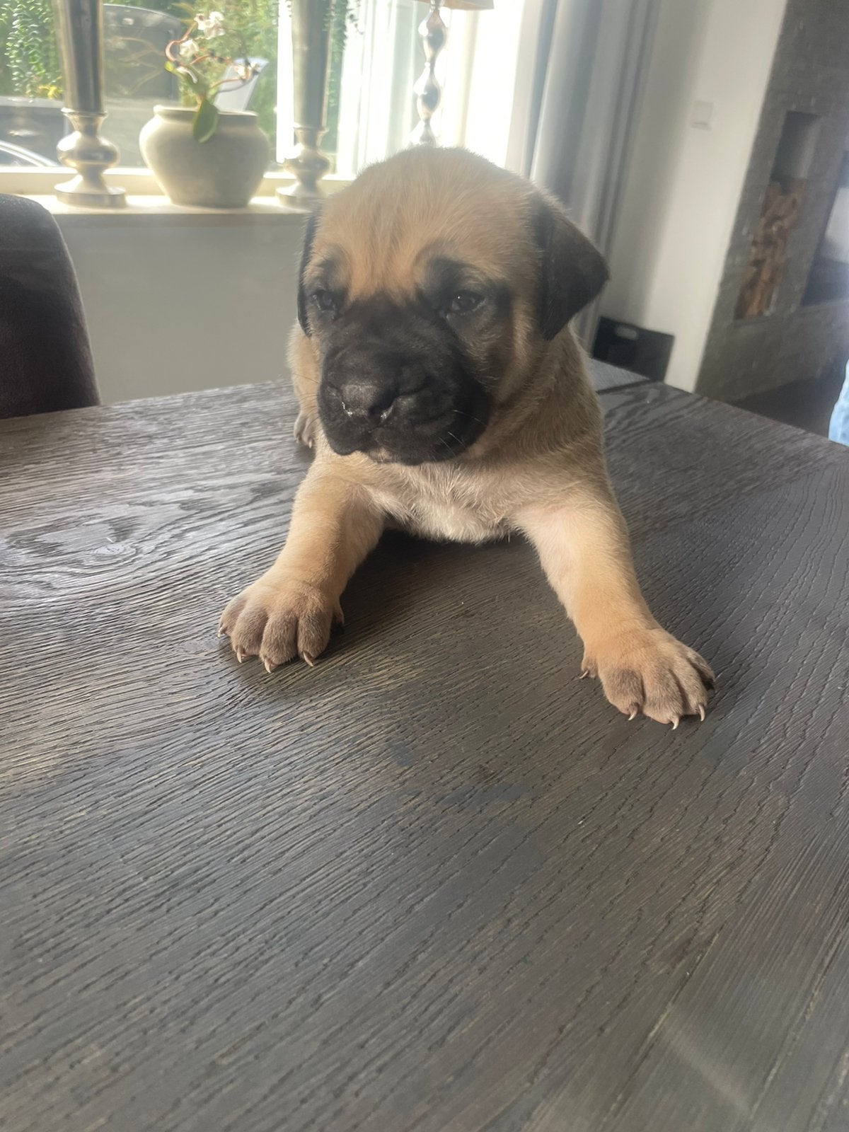 Boerboel pups., Parvo, Overige rassen, 8 tot 15 weken, Teef