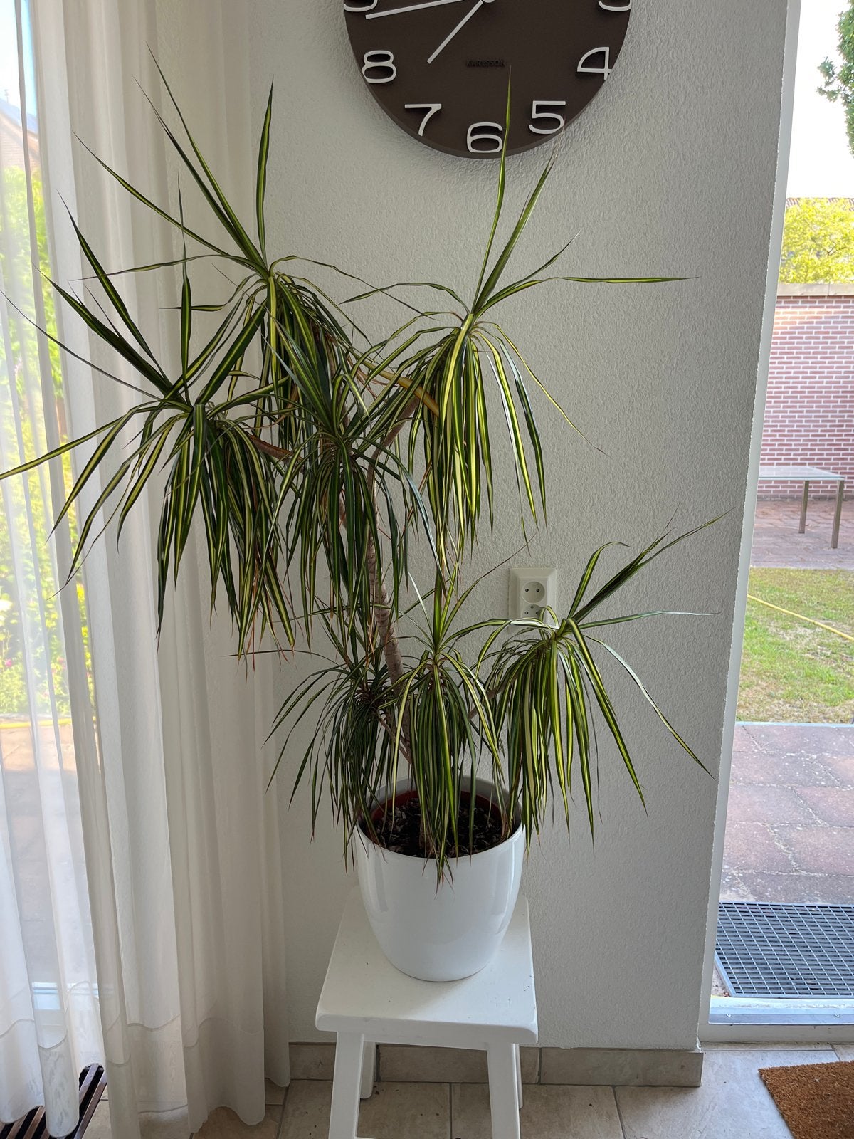 Dracaena kamerplant inclusief pot, Ophalen, 100 tot 150 cm, Overige soorten, Halfschaduw